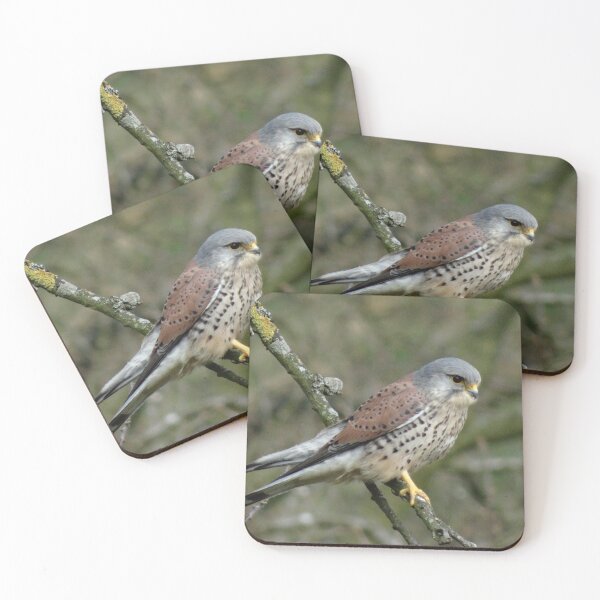 Item preview, Kestrel - bird of prey designed and sold by Stacey Vivian.