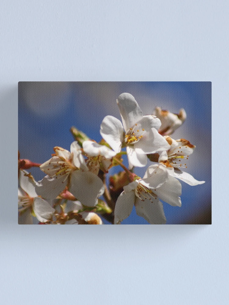 Thumbnail 1 of 3, Canvas Print, Spring designed and sold by Richard Skoropat.