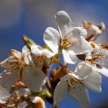 Artwork thumbnail, Spring by Richard Skoropat
