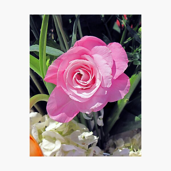 Item preview, A Birthday Rose designed and sold by MichelleR.