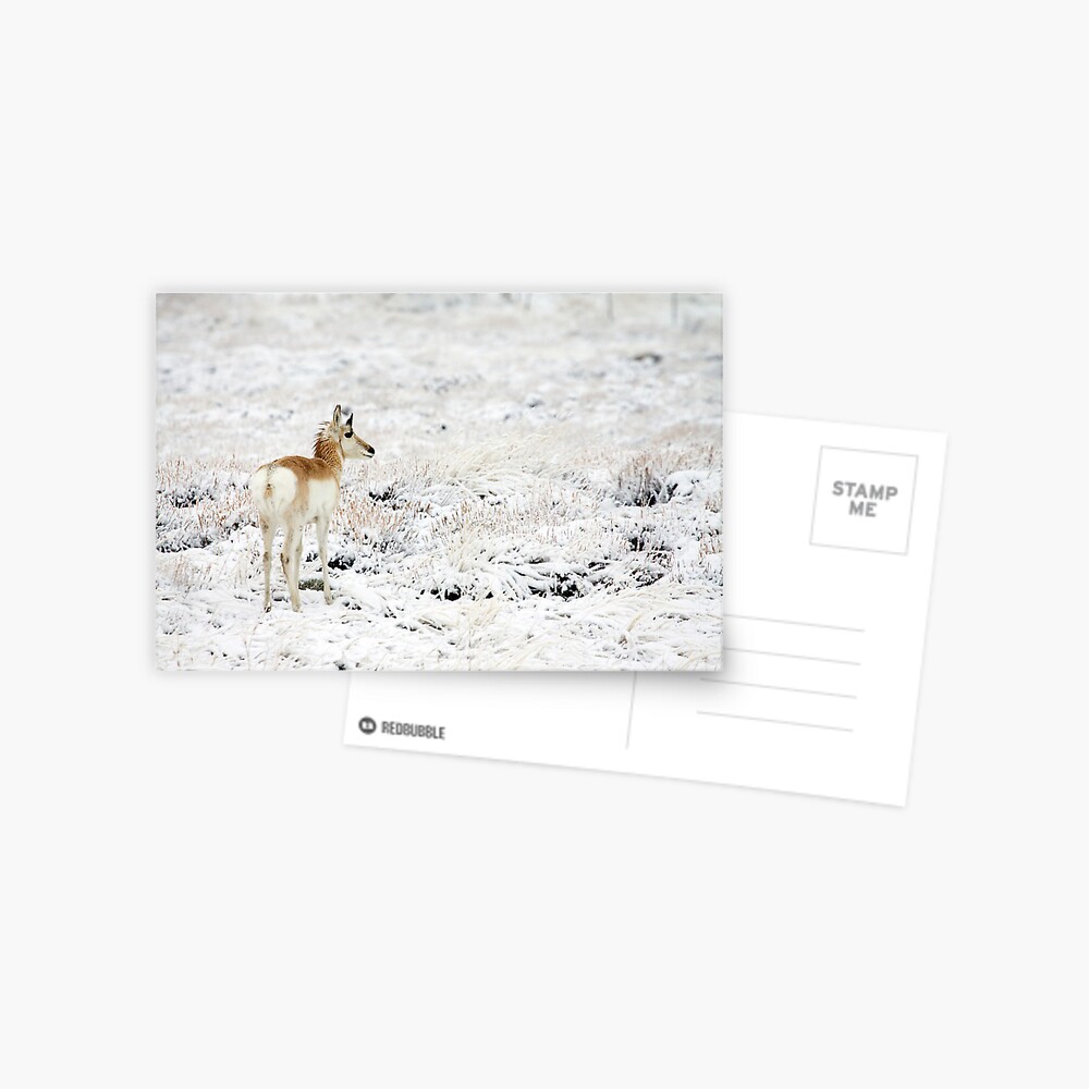 My High Key World Postcard