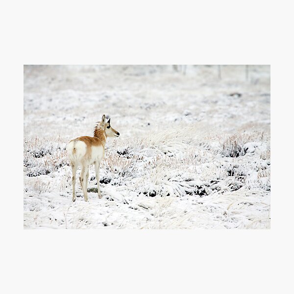 My High Key World Photographic Print