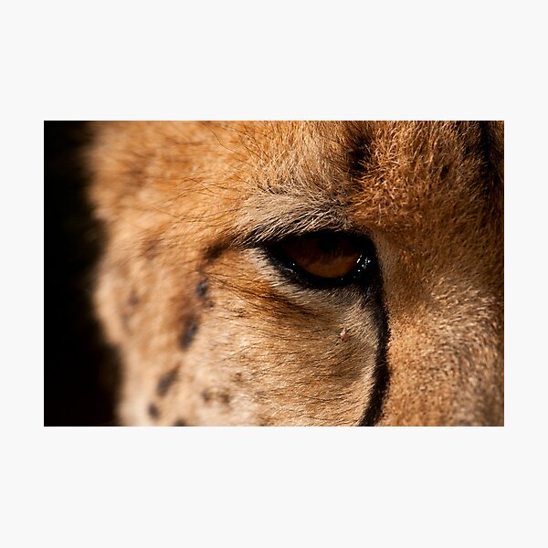 Cheetah Eye, Close Up Photographic Print