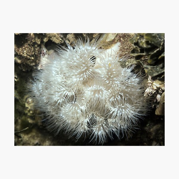 Plumose Anemone (Metridium farcimen) Photographic Print