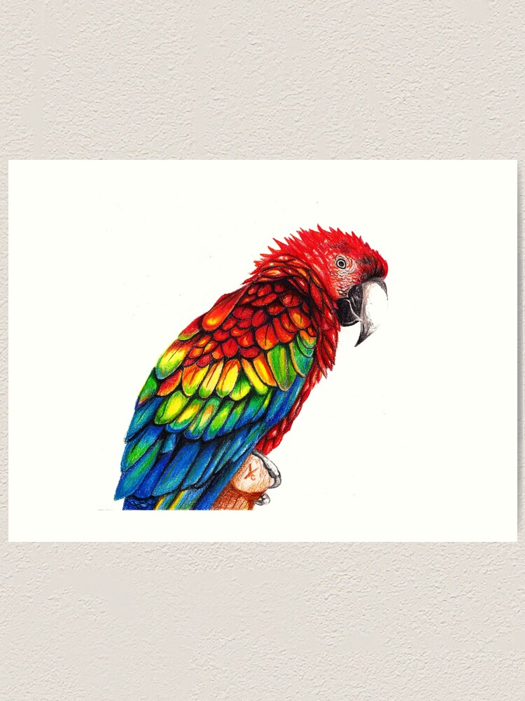 Colourful parrot drawing PRINT
