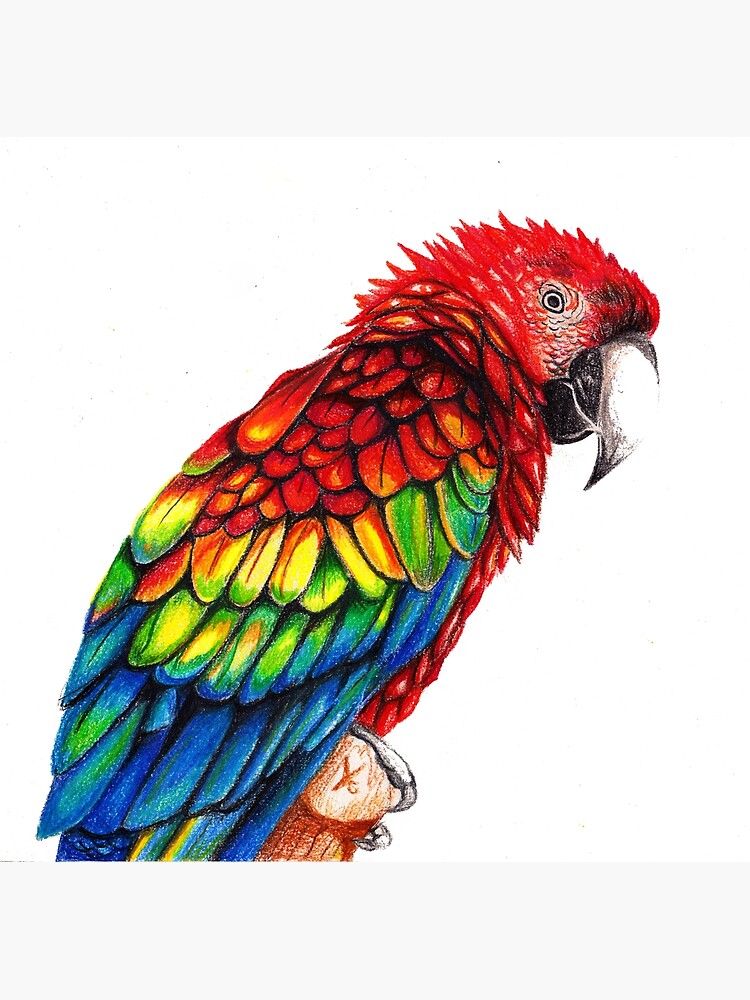 How to draw a Macaw parrot with pencil colour - YouTube