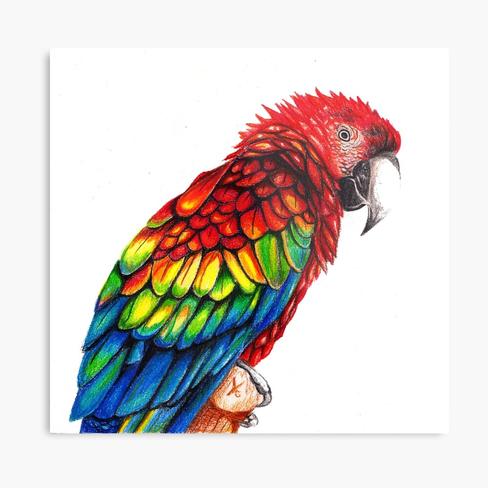 Macaw Art: Beautiful Parrot Flying