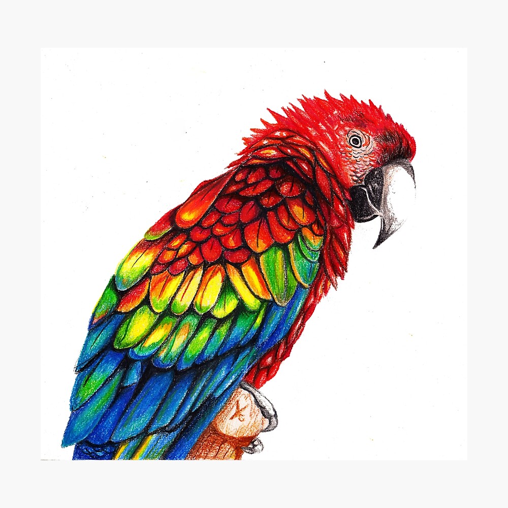 5,100+ Cute Parrot Drawing Stock Illustrations, Royalty-Free Vector  Graphics & Clip Art - iStock