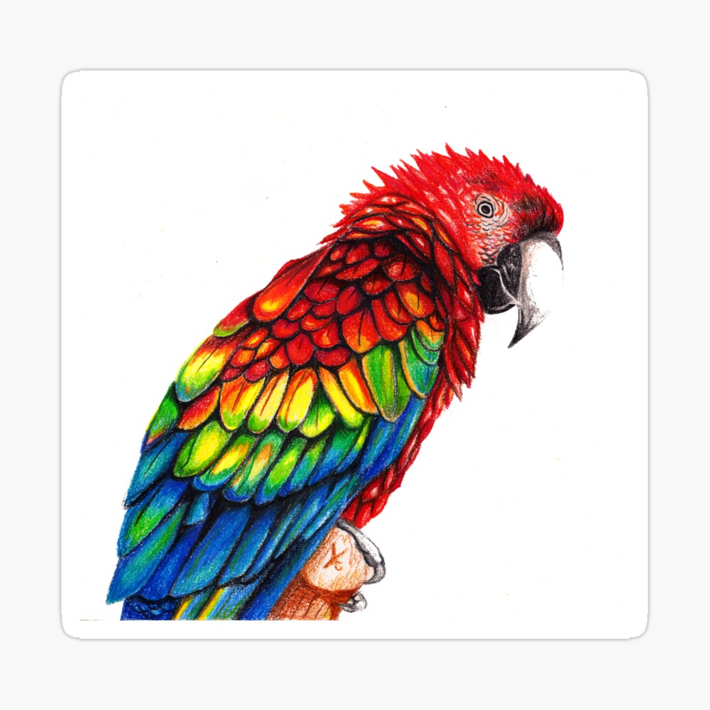 Stock Art Drawing of a Scarlet Macaw