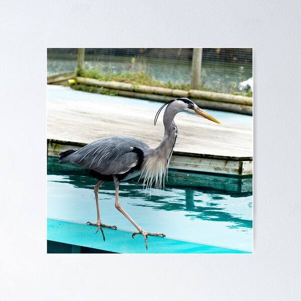 Item preview, Heron designed and sold by rdalpes.