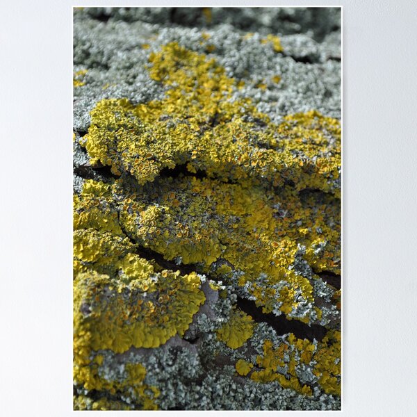 Item preview, Lichen Landscape / Silver & Gold ~ 2010 designed and sold by SCreary.