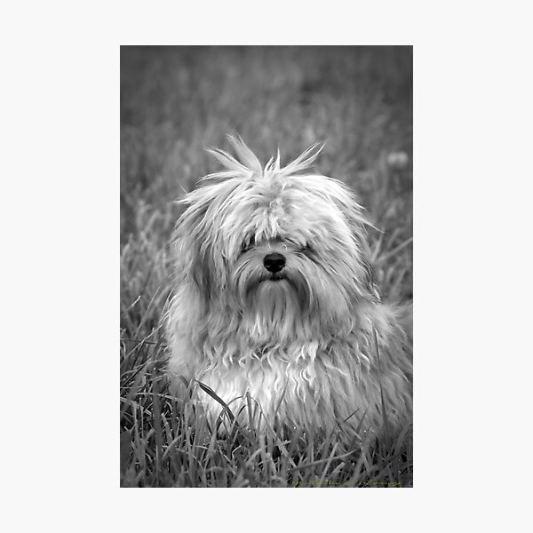 Who Me? Photographic Print