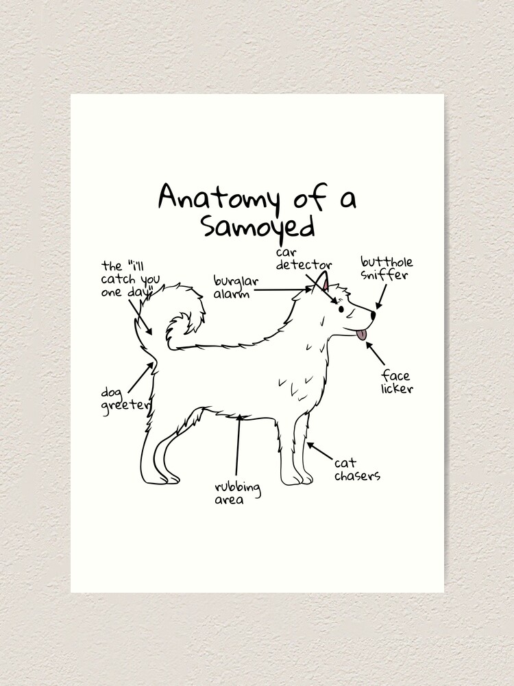 Samoyed Anatomy (Light)