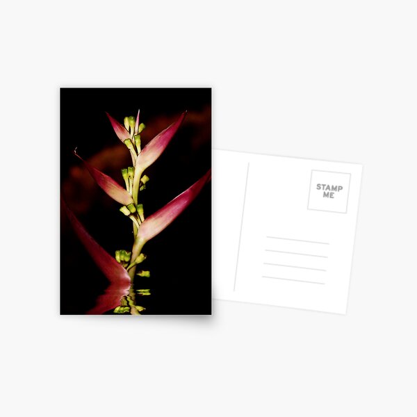 seule fleur rouge Postcard