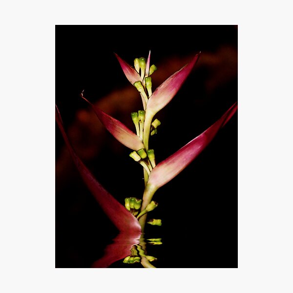 seule fleur rouge Photographic Print