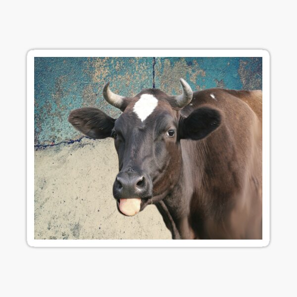 Cow Print Funny Cows Tongue Distressed Farm Gift for Cow Lovers Sticker