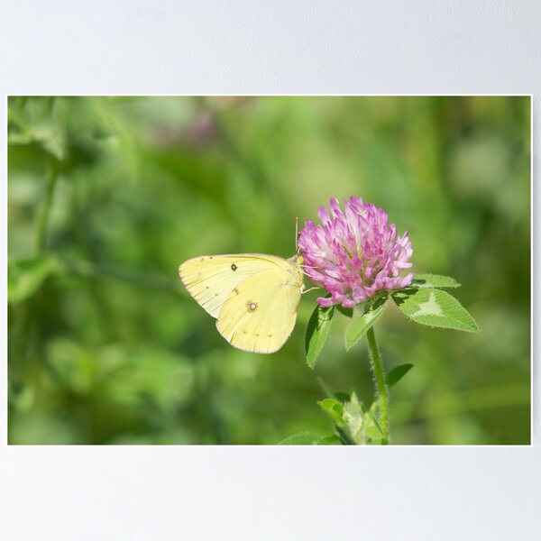 Aperçu de l'œuvre Sulphur On Clover créée et vendue par EugeJ.
