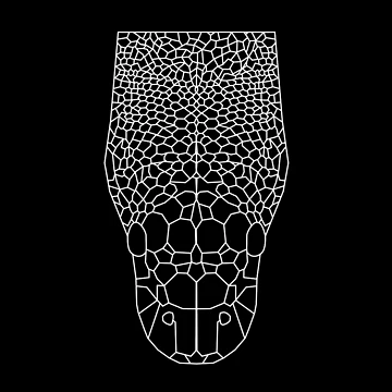 Artwork thumbnail, Python Regius Wireframe/ Royal Python/ Ball Python by HerpSVG
