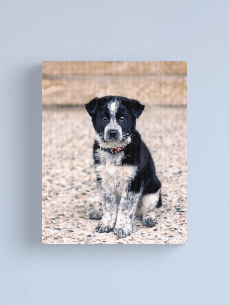 Thumbnail 1 of 3, Canvas Print, Theo Sit Stay designed and sold by darren-j-mcleod.