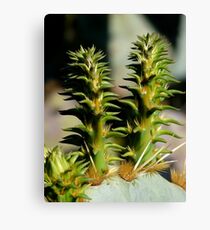 true lobes Canvas Print