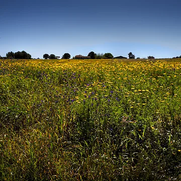 Artwork thumbnail, Springtime by Andrea Rapisarda