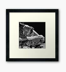 Driftwood on the beach Framed Print