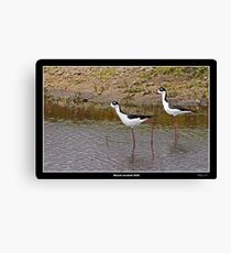 Black necked stilts in water Canvas Print