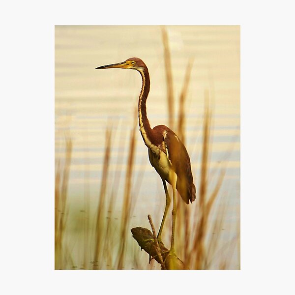 Item preview, Tri Colored Heron designed and sold by Bob Sample.