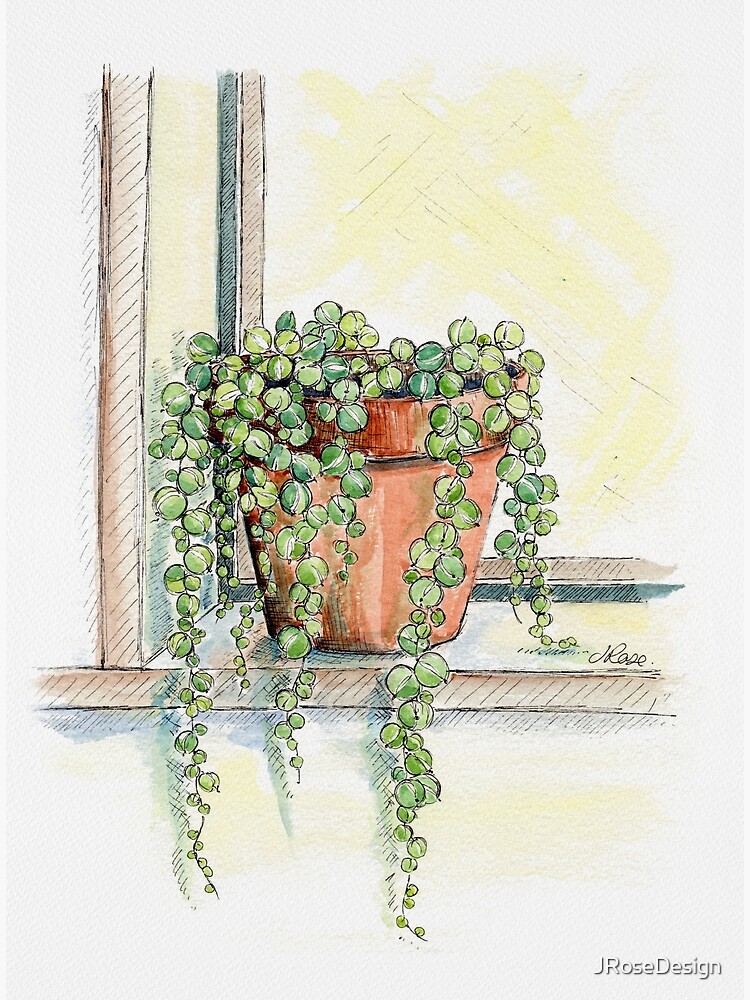 String of Pearls Plant, Still Life Art Print for Sale by JRoseDesign