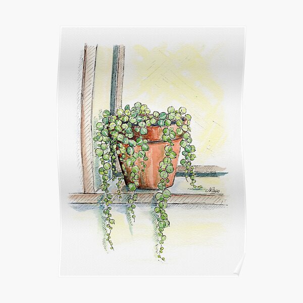 String of Pearls Plant, Still Life Poster