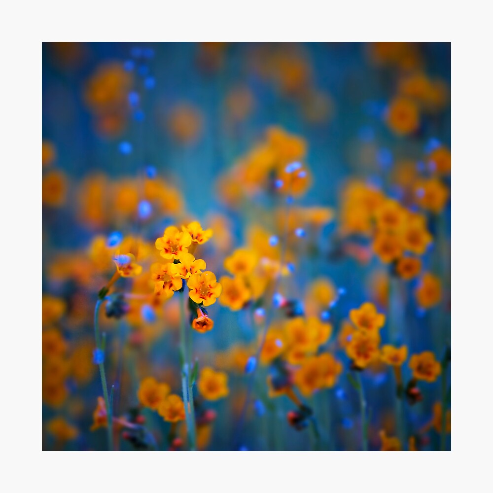 "Flower dreams" Photographic Print by tomaskaspar Redbubble