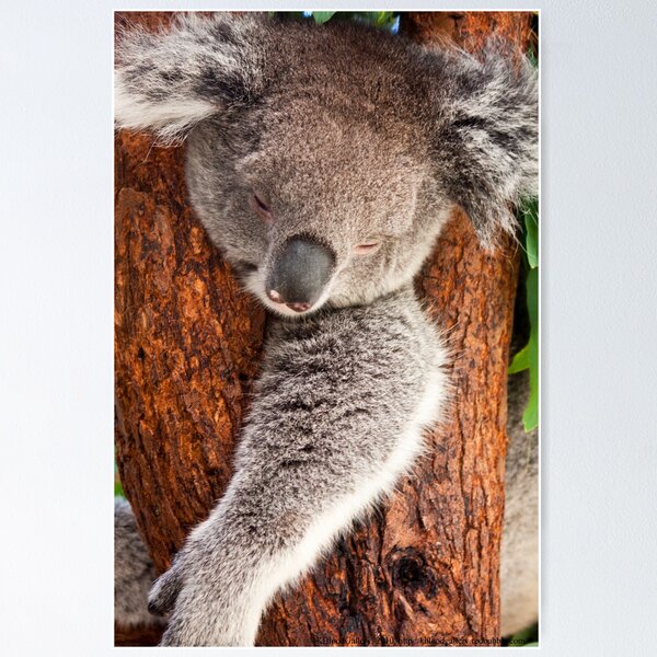 Item preview, Koala Bear designed and sold by KBloodGallery.