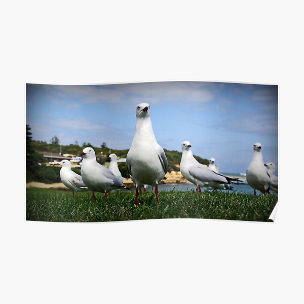 Gang of Gulls Poster