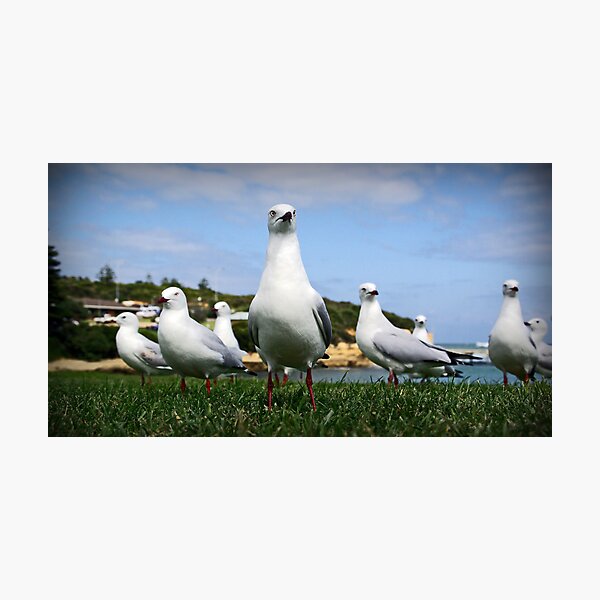 Item preview, Gang of Gulls designed and sold by AlMiller.