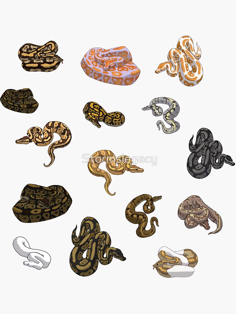 "Ball Python Morphs Pattern Moss Green" Sticker for Sale by Stormslegacy Redbubble