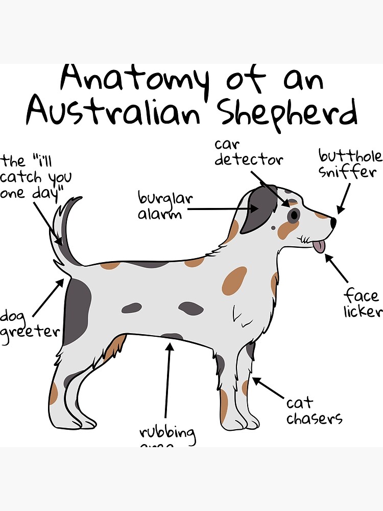 Australian Shepherd Anatomy Art Board Print petprints Redbubble
