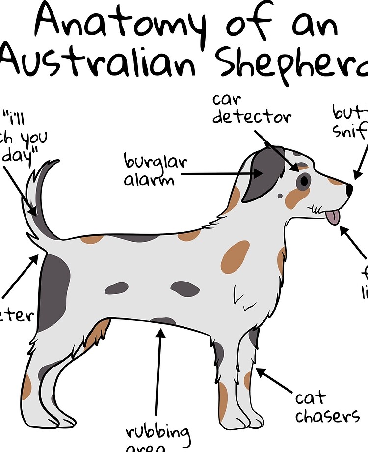 Australian Shepherd Anatomy (Light)" iPad Case Skin by petprints |