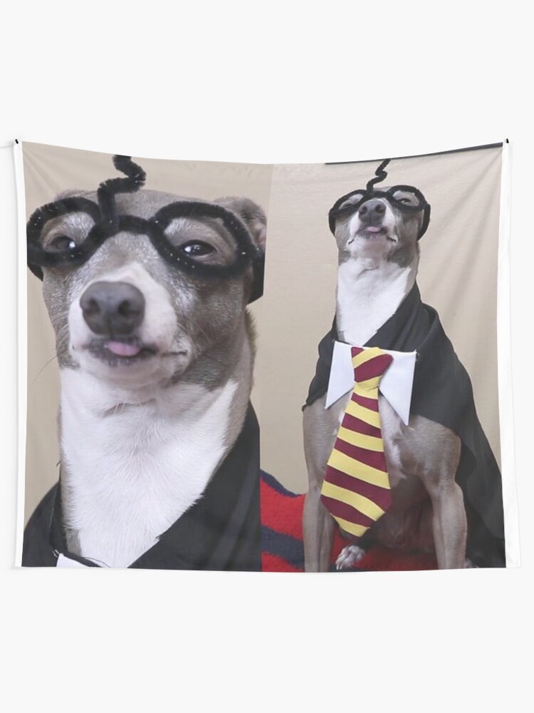 kermit the greyhound