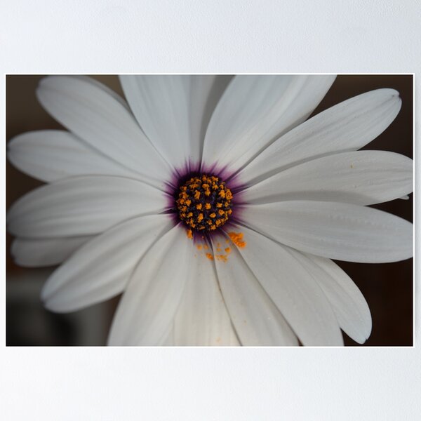 Item preview, White Daisy 3 designed and sold by suziq1962.