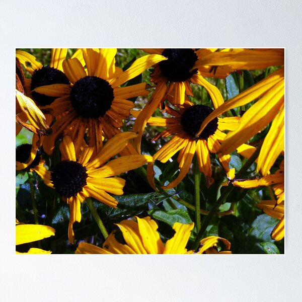 Item preview, Ragged Rudbeckia! designed and sold by artfulvistas.