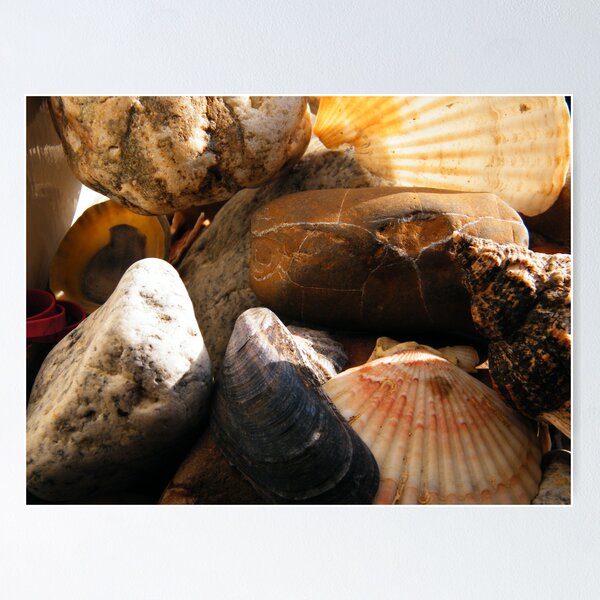 Artikelvorschau, Sea shells 2 entworfen und verkauft von TREVOR34.