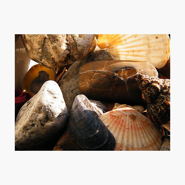 Aperçu de l'œuvre Sea shells 2 créée et vendue par TREVOR34.