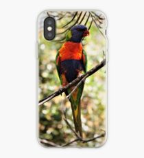 Regenbogen Lorikeet iPhone-Hülle & Cover