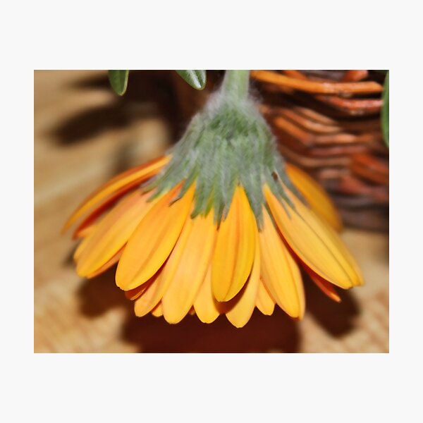 Flowers for Easter Photographic Print