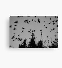 sparrows Leinwanddruck