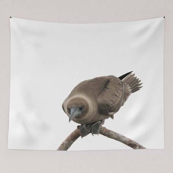 Item preview, Curious young boobie designed and sold by vfphoto.