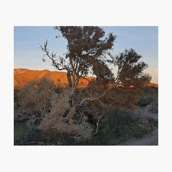 Item preview, Smoke Tree designed and sold by CarolM.