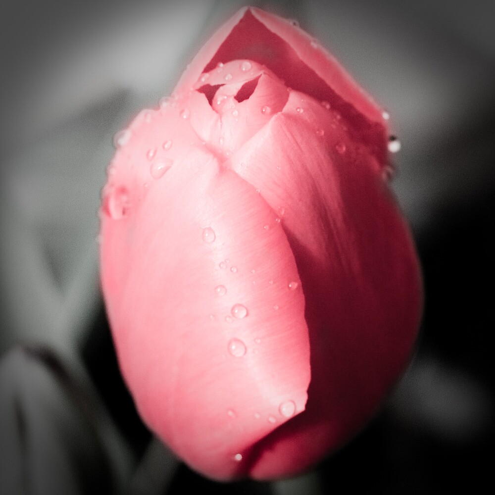 "the flower that blooms in adversity is the most rare and beautiful of