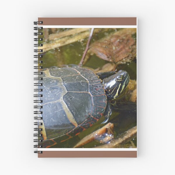 Item preview, Male Painted Turtle designed and sold by LizardSpirit.