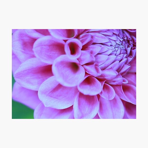 Item preview, delightful dahlia designed and sold by JulesVandermaat.